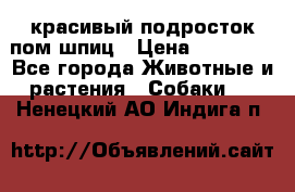 красивый подросток пом шпиц › Цена ­ 30 000 - Все города Животные и растения » Собаки   . Ненецкий АО,Индига п.